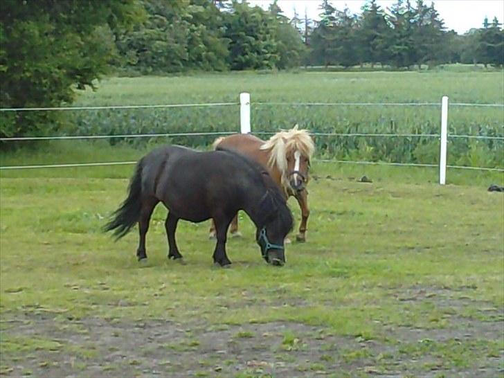 Shetlænder Bumle (fra "Cars") billede 15