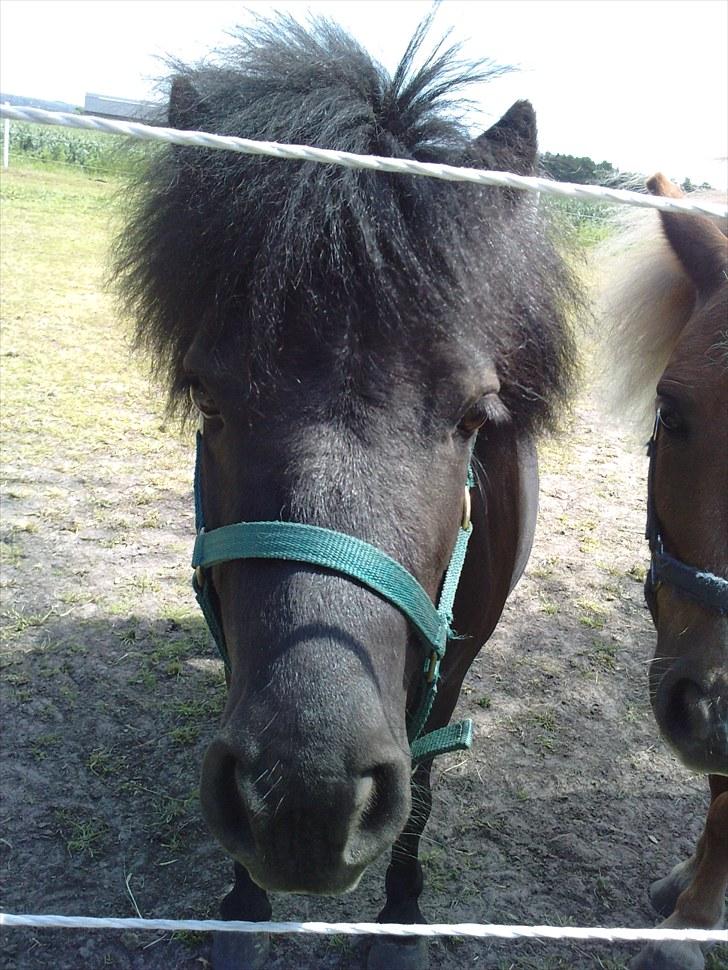 Shetlænder Bumle (fra "Cars") billede 16