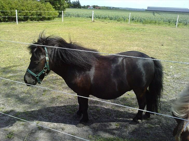 Shetlænder Bumle (fra "Cars") billede 17