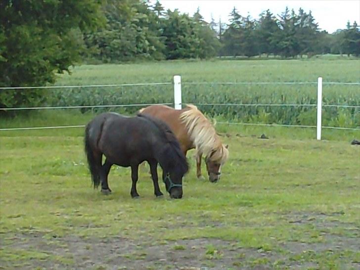Shetlænder Bumle (fra "Cars") billede 18