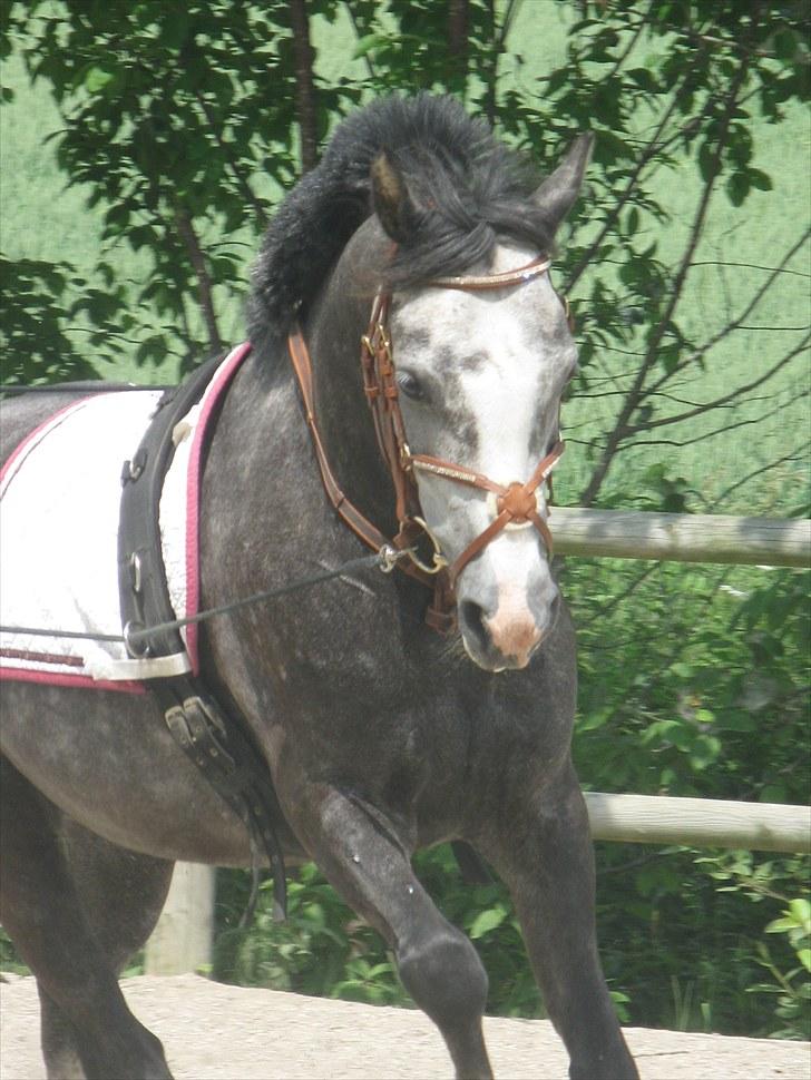 Welsh Cob (sec D) Filur billede 2