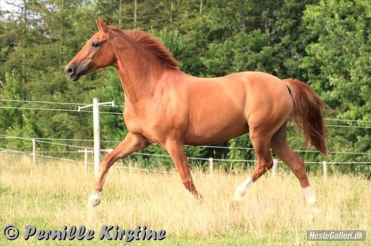 New Forest Reigershoeve Debbie (B-PONY) - "You´re amazing! - just the way you are! <´3 Foto: Pernille Kirstine billede 14