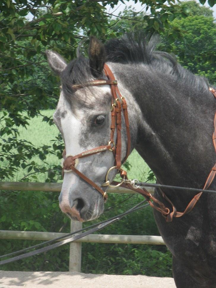 Welsh Cob (sec D) Filur billede 3