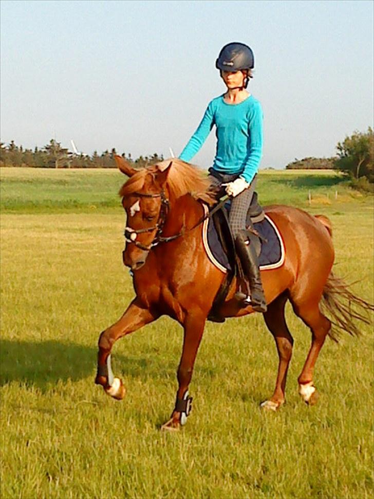 DSP Stald Dane's Maybee - Prinsesse pony :* billede 2