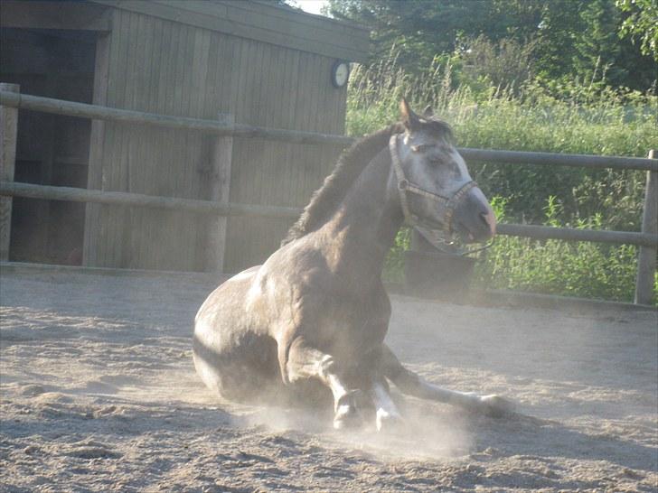 Welsh Cob (sec D) Filur billede 4