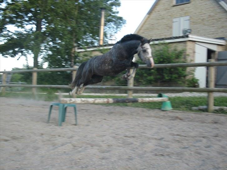 Welsh Cob (sec D) Filur billede 6