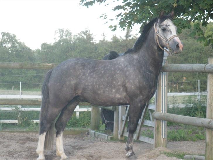 Welsh Cob (sec D) Filur billede 7