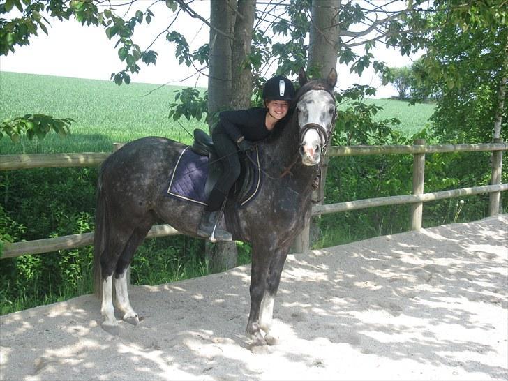 Welsh Cob (sec D) Filur billede 9