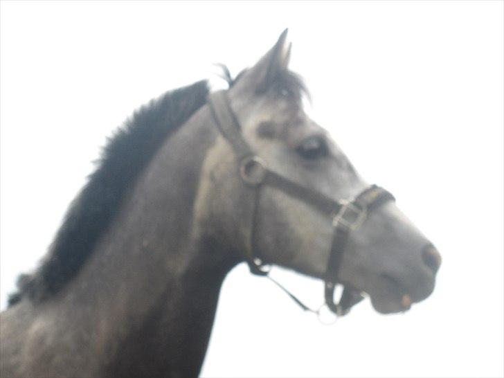 Welsh Cob (sec D) Filur billede 11