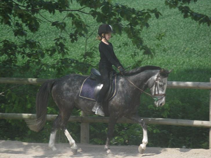 Welsh Cob (sec D) Filur billede 12