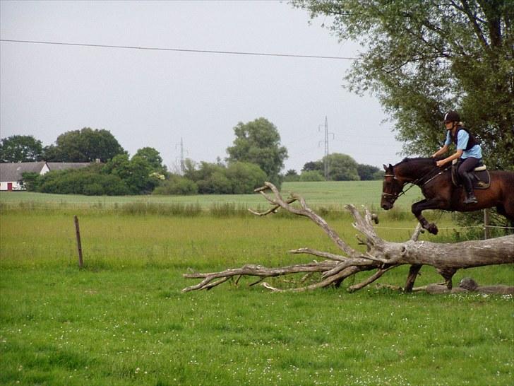 Holstener Hesteløkkens Chic - dette spring er 90cm billede 15