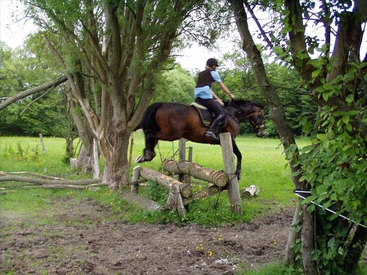 Holstener Hesteløkkens Chic - og det her er 80cm billede 16