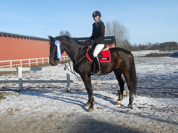Holstener Hesteløkkens Chic billede 17