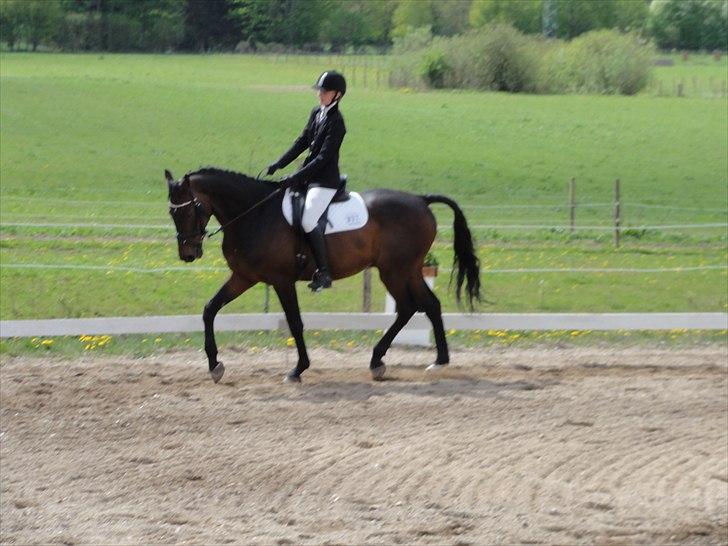 Holstener Hesteløkkens Chic billede 19