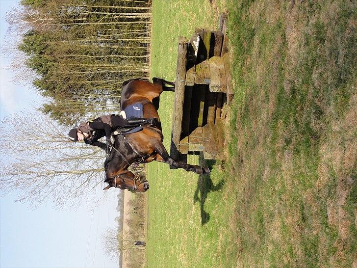 Holstener Hesteløkkens Chic billede 20