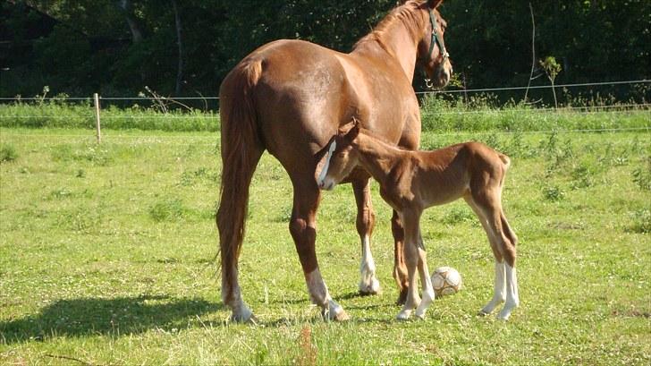 Svensk Varmblod Smorup's Sunshine billede 13
