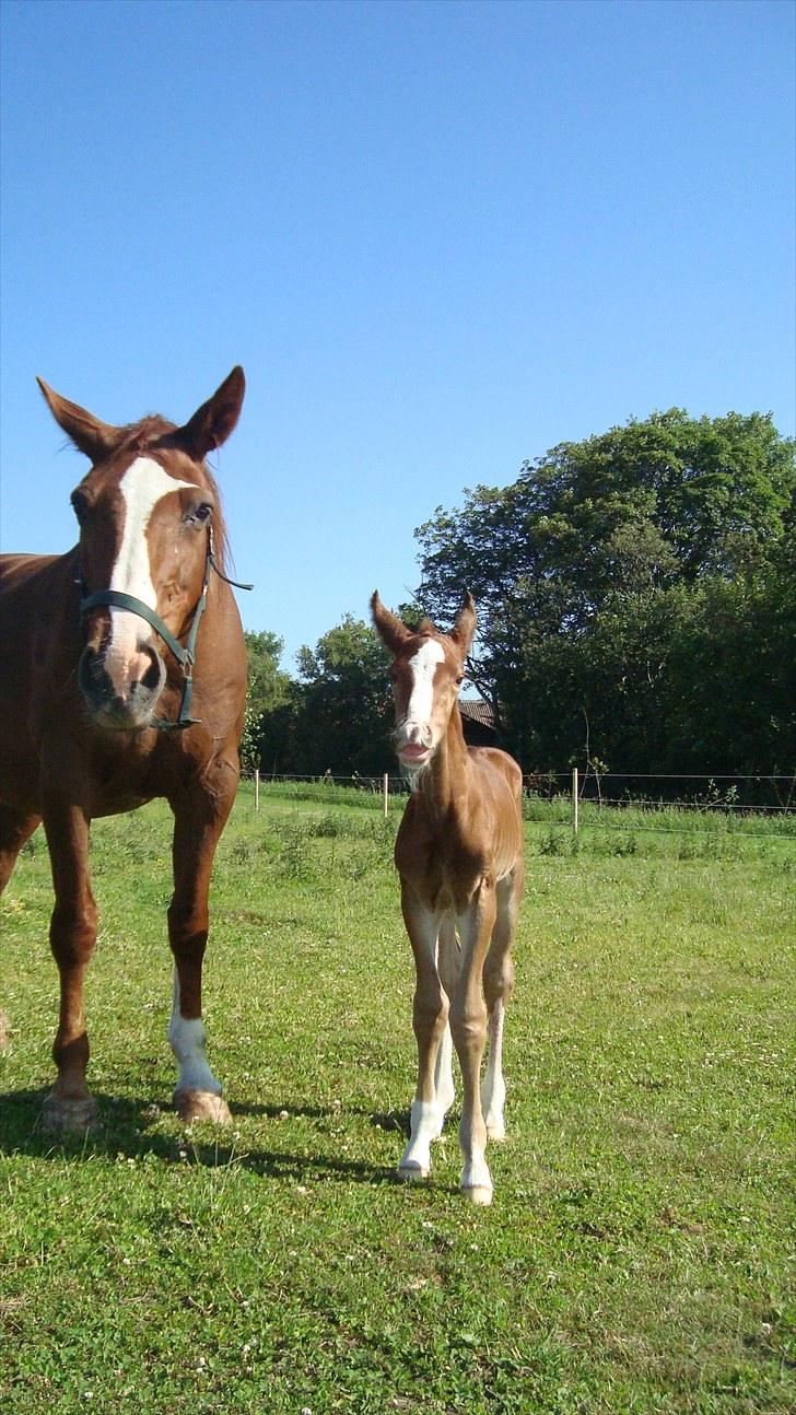 Svensk Varmblod Smorup's Sunshine billede 14