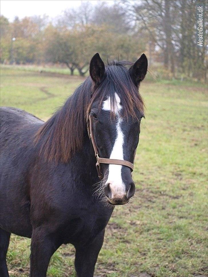 Anden særlig race Tayfun - Flotte fyr!! billede 3