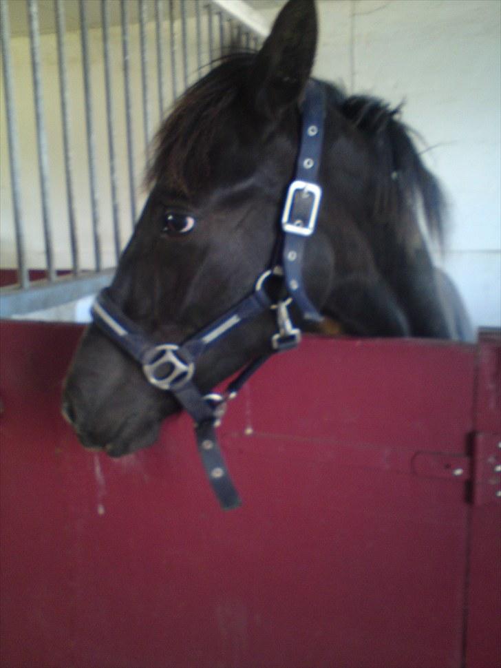 Anden særlig race Tayfun - "Haaaallooooo, jeg er her altså stadig" Ha ha  billede 7