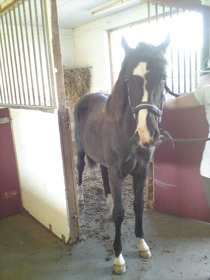 Anden særlig race Tayfun - Baby-hesten!! :o) billede 8