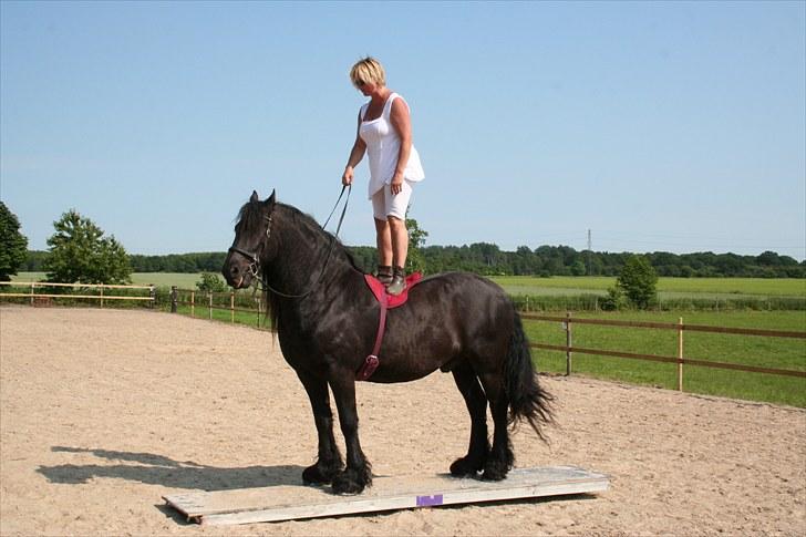 Frieser Charli - Juni 2010, træner på vippen, Charli elsker hans vippe...  billede 18