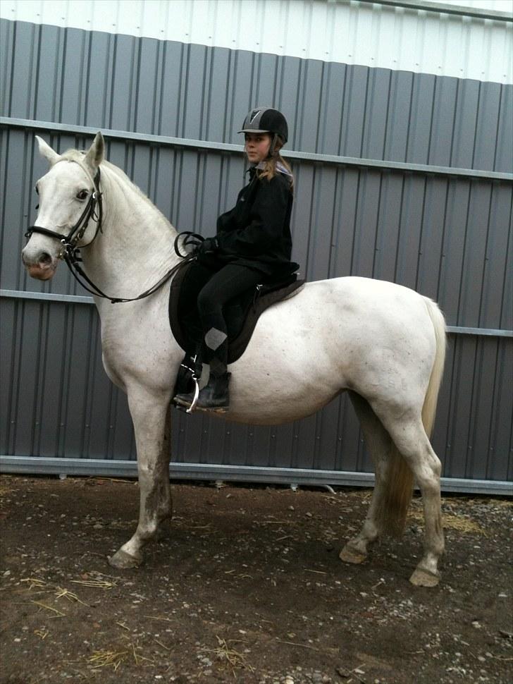 Lipizzaner Meldrups Equinox Pluto - Mig og Equinox.. billede 4