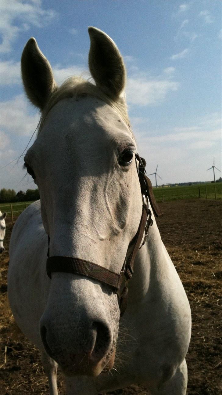 Lipizzaner Meldrups Equinox Pluto - Equinox på fold.. billede 1