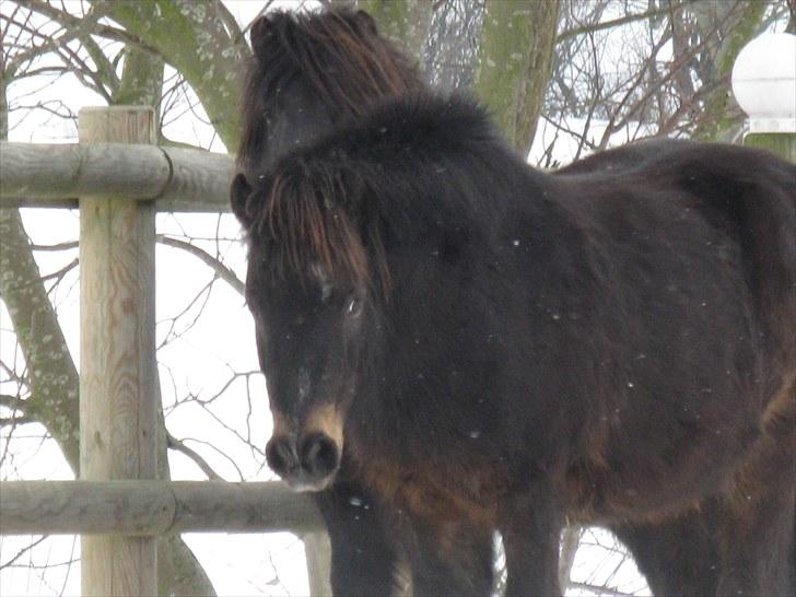 Shetlænder Mads - pels prop billede 5