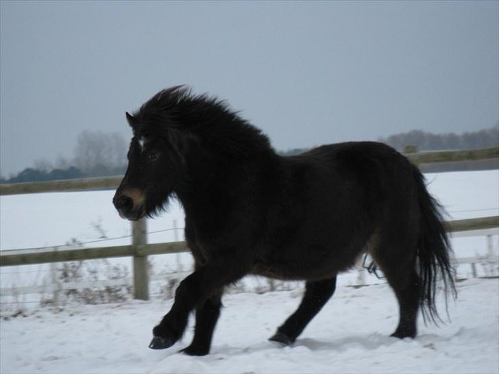 Shetlænder Mads - fuld fart over sne =) billede 6