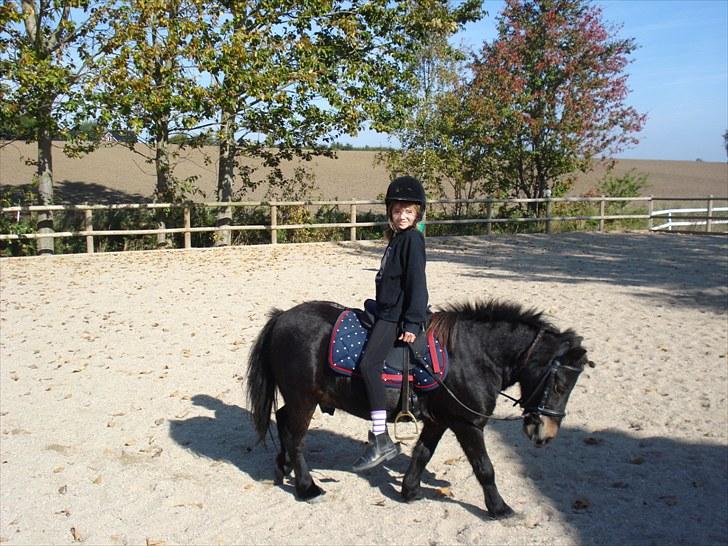 Shetlænder Mads billede 8