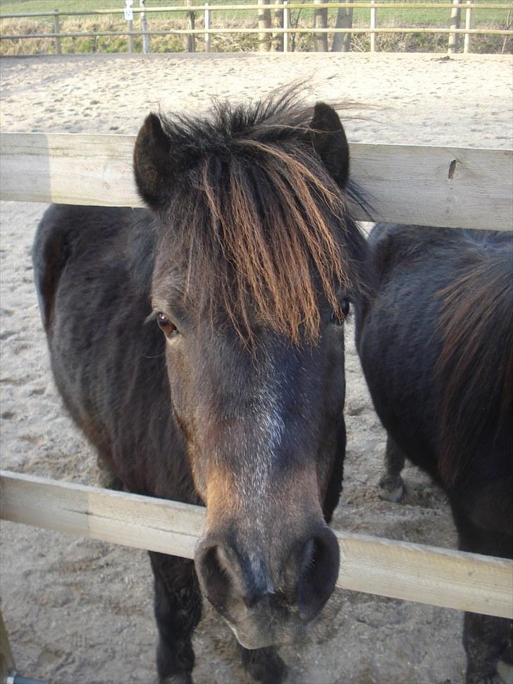 Shetlænder Mads billede 9