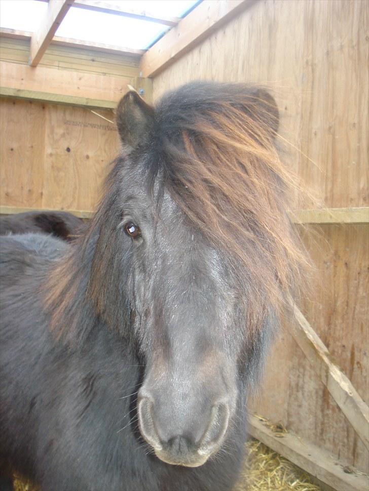 Shetlænder Mikkel billede 6