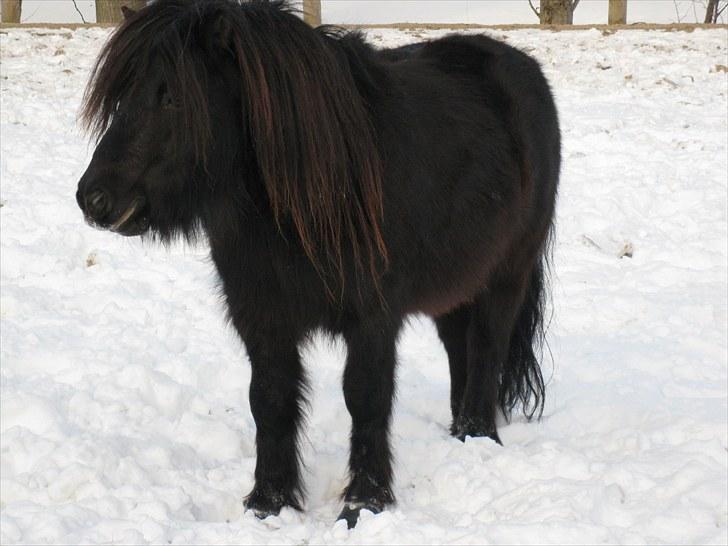 Shetlænder Mikkel billede 7