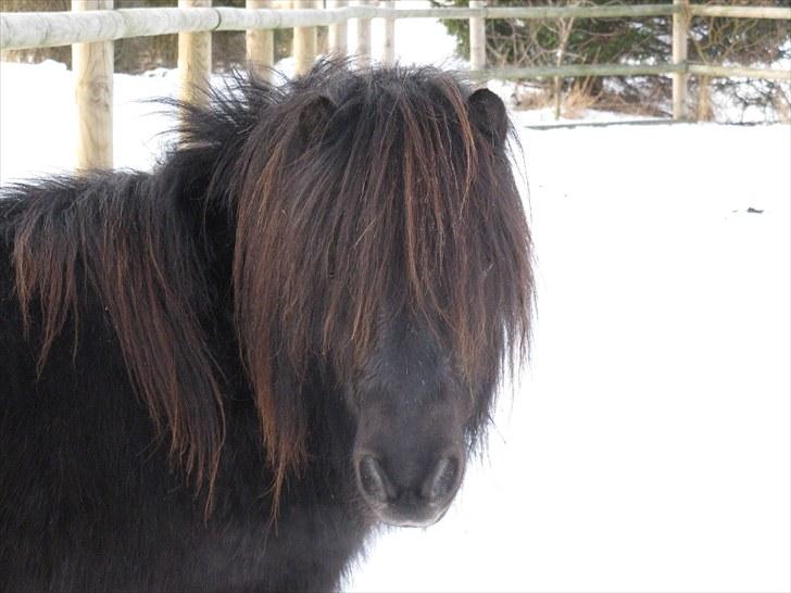 Shetlænder Mikkel billede 2