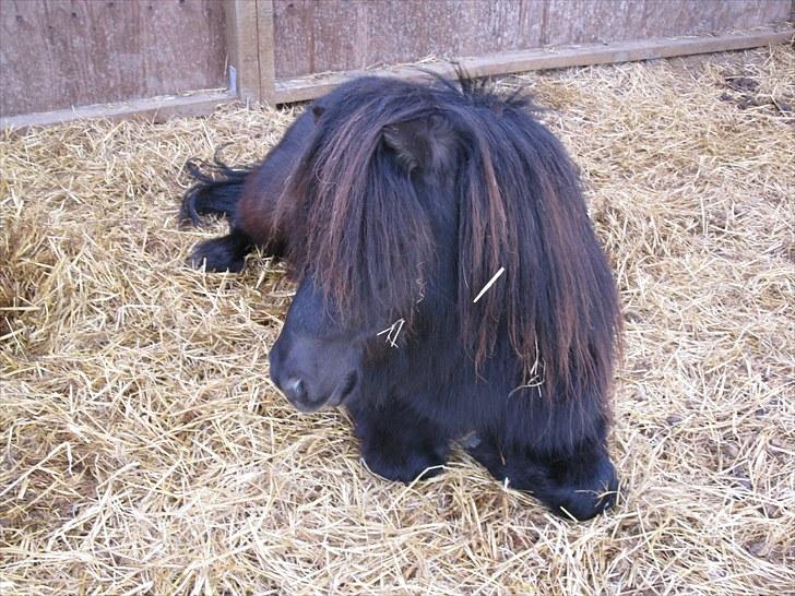 Shetlænder Mikkel billede 8