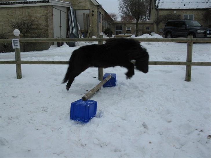 Shetlænder Mikkel billede 9