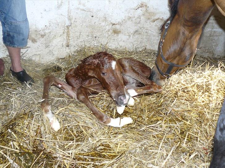 DSP Luna af Hvorvarp billede 1