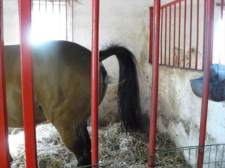 DSP Luna af Hvorvarp billede 2