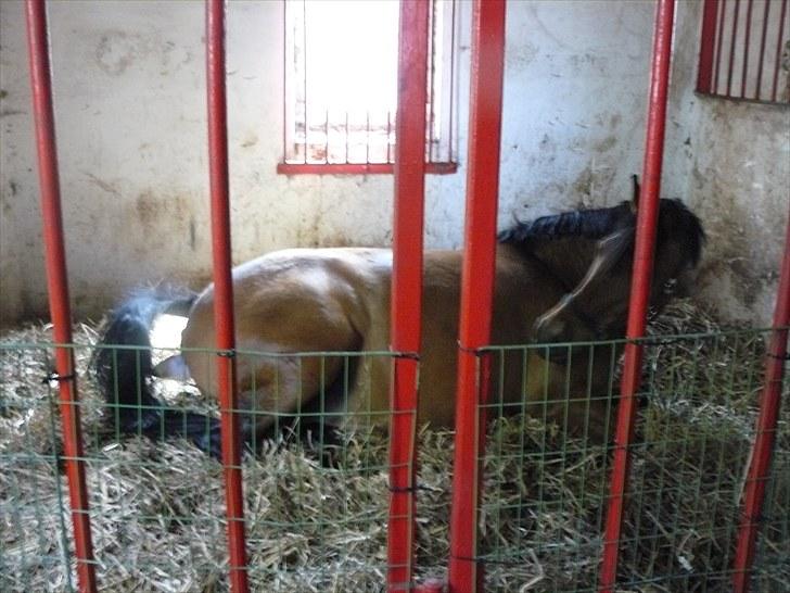 DSP Luna af Hvorvarp billede 3