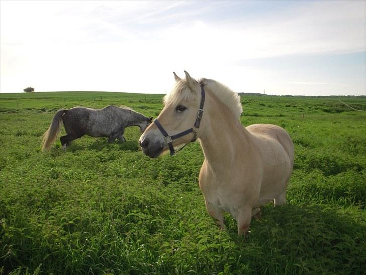 Fjordhest Lærkelundens Tor billede 10