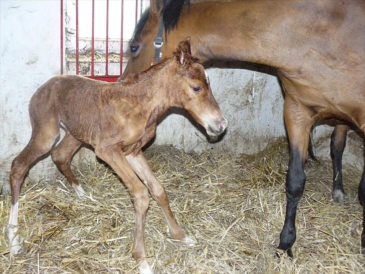 DSP Luna af Hvorvarp billede 4