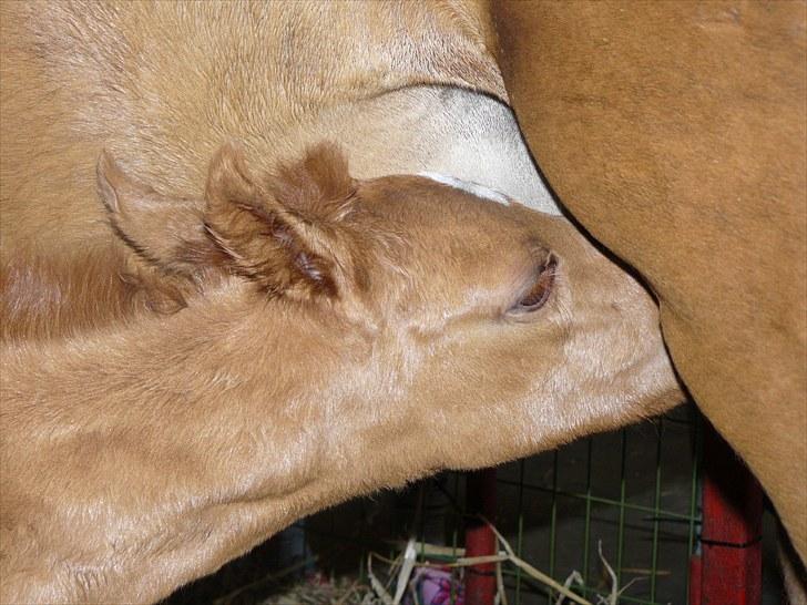 DSP Luna af Hvorvarp billede 6