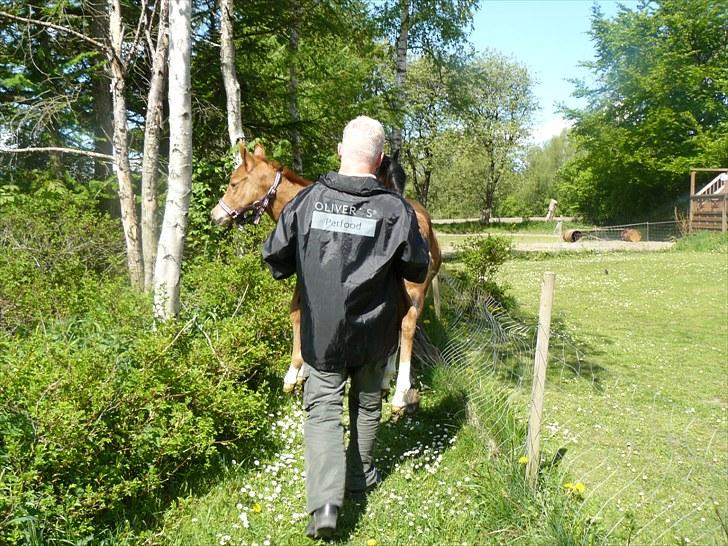 DSP Luna af Hvorvarp billede 7