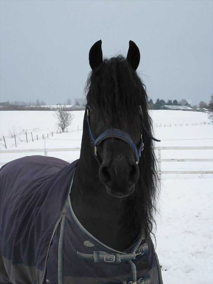 Frieser Tamke af søndergård billede 8