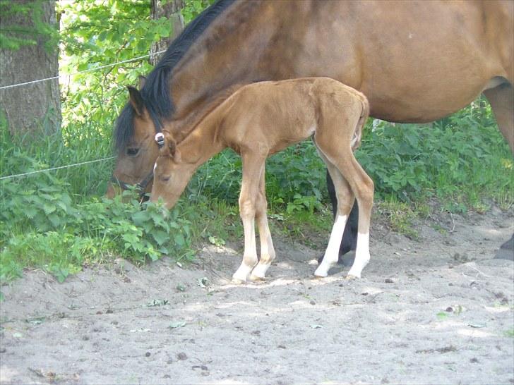 DSP Luna af Hvorvarp billede 8