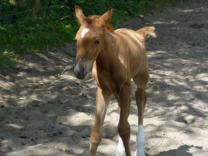 DSP Luna af Hvorvarp billede 9