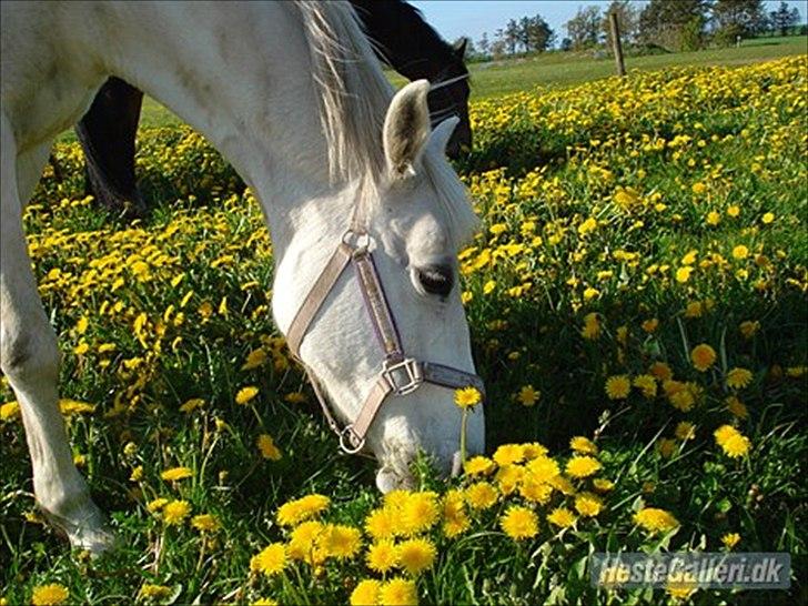 Anden særlig race smilla englehesten<3 R.I.P<3 - smilla<3 billede 7