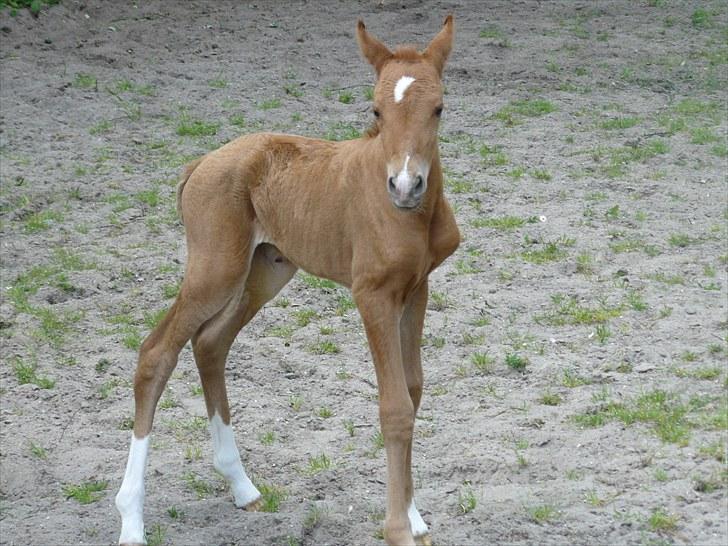 DSP Luna af Hvorvarp billede 10