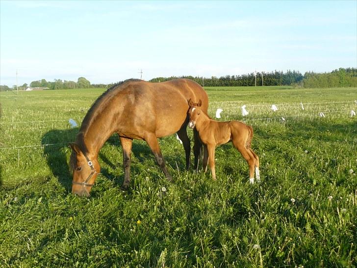DSP Luna af Hvorvarp billede 11