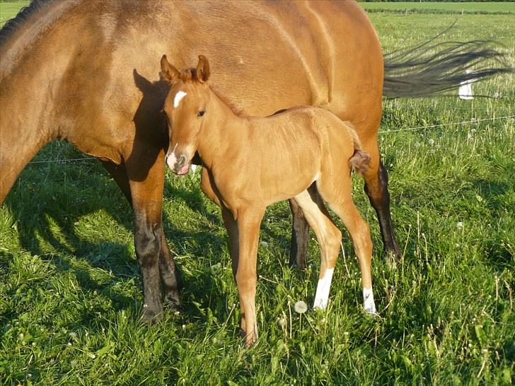 DSP Luna af Hvorvarp billede 12